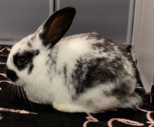 Holland Lop – bunny for rehome