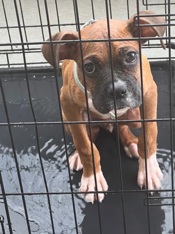 Boxer – Full bred Boxer puppy