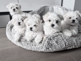 Pure Korean Maltese puppies 