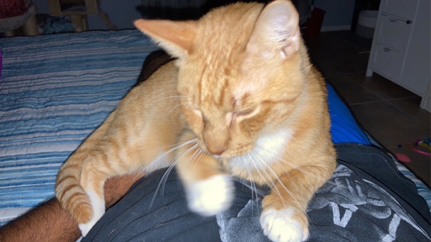Russian White, Black and Tabby – Orange Tabby Cat