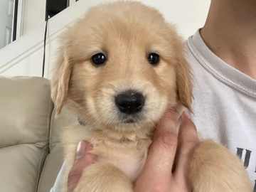 Golden Retriever – golden Retriever – Pasadena