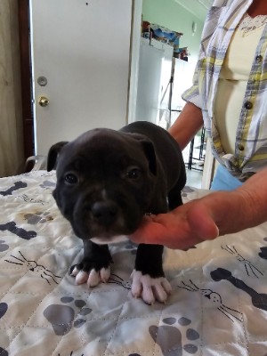 American Pit Bull Terrier – American Bully Puppys for Sale – Fremont