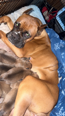 Boxer – Boxers Full Bread