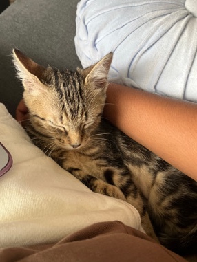 American Shorthair – Finding Mochi a Forever Home