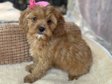 Cavapoo – sweet cavapoo puppies – Azle