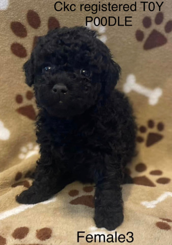 Poodle – ckc registered toy poodle puppy