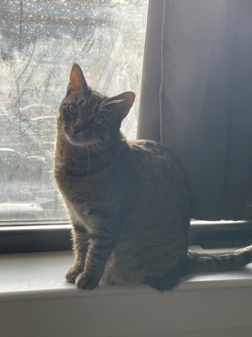 Dragon Li – cat (Dragon Li)