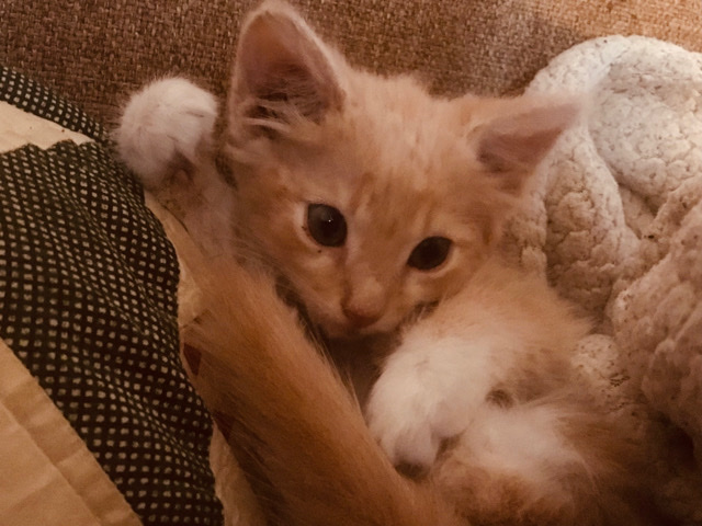 Hemi!