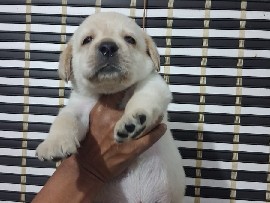 Labrador Retriever – urgent puppy sale – Kannur
