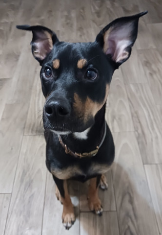 Energetic Dog