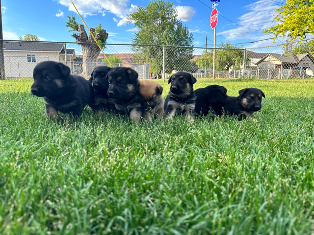 German shepherds for sellers