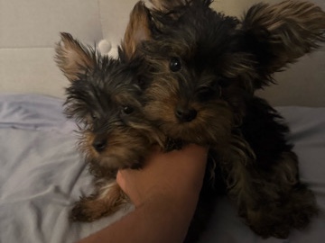 Yorkshire Terrier – Adorable 5-Month-Old Yorkshire Terrier Puppy in Moreno Valley – Moreno Valley
