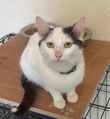 British Shorthair – Bella free to a good home