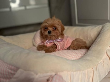 Maltipoo – Need a new home – Chicago