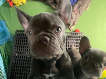 French Bulldog – Big blue – Palmdale