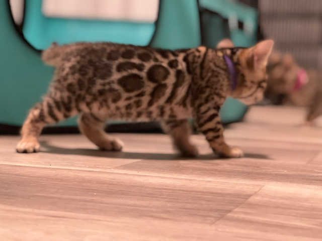 Bengal – Female Bengal Kitten