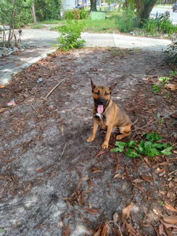 German Shepherd – cheap German Shepard