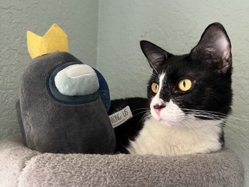 American Shorthair – Boo – Fort Lauderdale