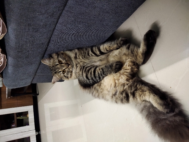 Persian (Modern) – Persian mix bride male cate