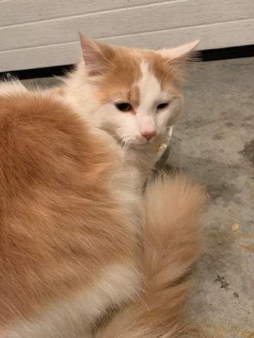 Male Cat