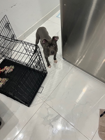 American Pit Bull Terrier – Beautiful Blue nose Pitt