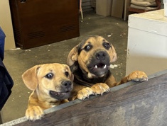 Mixed Breed – Two Shepard Mix puppies – Alhambra