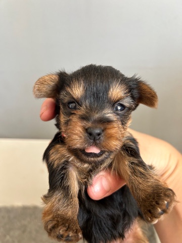 Yorkshire Terrier – Yorkshire terrier puppies ready in 3 weeks