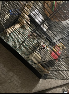 Any – female rats