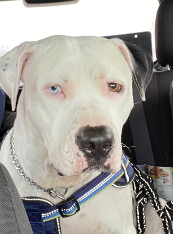 American Staffordshire Terrier – Chauncey