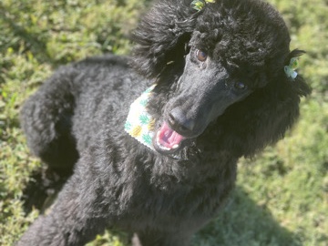 Poodle – Twin standard poodles – South Fulton