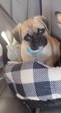 Pug – pug& Chihuahua mix 10 weeks old