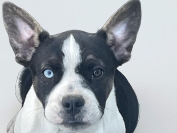 Alaskan Klee Kai – 2/3 French Bulldog 1/3 Alaskan Klee Kai – Orland