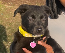 German Shepherd – 4 Month Old German Shepherd Pitbull Mix