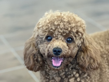 Poodle - Male Poodle available for adoption in Dubai