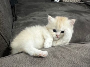 British Longhair - Wunderschönes Britisch Langhaar Kätzchen – 3 Monate alt 🐱 available for adoption in Neustadt an der Weinstraße