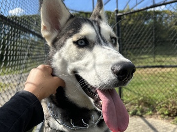 meet 2 year old Oscar Wild!!!