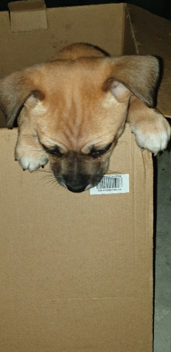 Labrador Retriever – labrador for sale