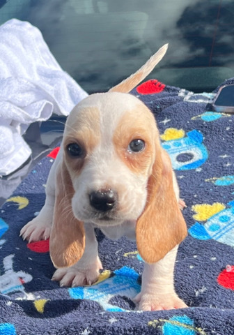 Puppy Love from Wafflesandeggs