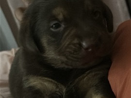 Labrador Husky – TWO LAB PUPPIES FREE! – Saltillo