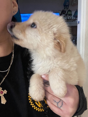 Australian Shepherd – Australian Shepherd mix