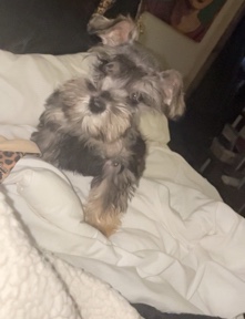 Miniature schnauzers 800 each obo