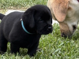 Labrador Retriever – AKC Black Female Labrador Retriever – Miami