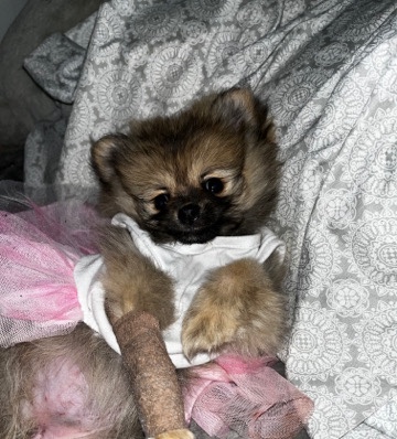 pomerian