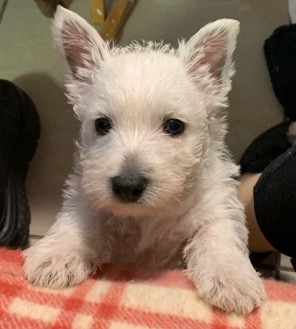West highland terriers 