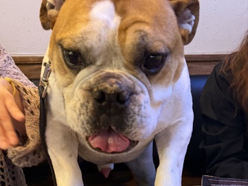 American Bulldog – 🏡 Seeking a Forever Home for Our 5-Year-Old Bulldog – New York
