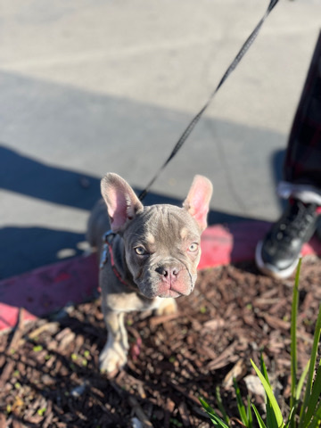 French Bulldog – 4 month old puppy (male)