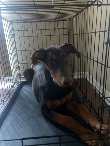Doberman Pinscher – looking for new home