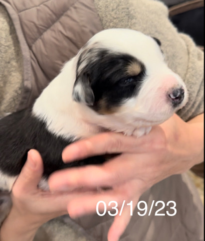 Australian Shepherd – Australian shepherd puppy