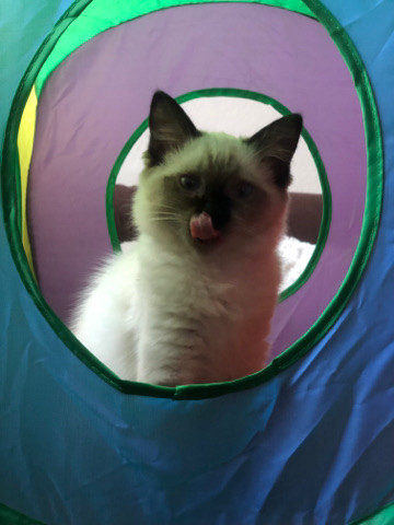 Ragdoll – pure ragdoll