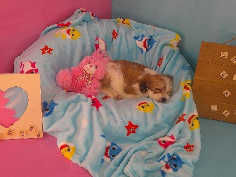 Yorkshire Terrier – Yorkiechons in Chicago for sell – Cicero